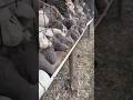 Man Feeds Pigeons 🐦 | A Pure &amp; Heart-Touching Moment ❤️ #shorts