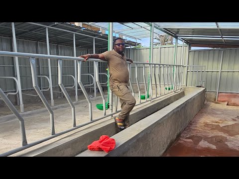 MOST MODERN COWSHED THAT WE BUILT IN MOMBASA