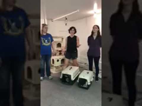 camera iphone 8 plus apk We have five new kittens! Meet Peyton😻Pru😻Patsy😻Penny😻Penelope😻