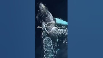 فنادى في الظلمت ان كنت من الظالمين / قرأن كريم /آيات السكينة/اكتب شيء تؤجر عليه..🕊️🤍. #اسلام_صبحي