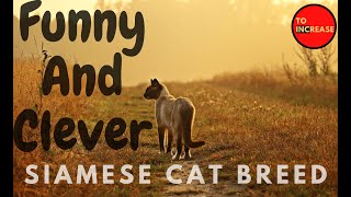 Siamese cat are funny and clever- TO INCREASE by TO INCREASE 4,119 views 1 year ago 8 minutes, 37 seconds