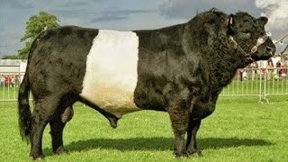 Beef Breed Secrets; 5 Underrated Champions for Small Farms Best Beef Cattle For Small Farms Based On Your Land Type