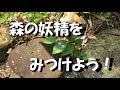 森の妖精をみつけよう！～キミはぜんぶみつけられるかな？～