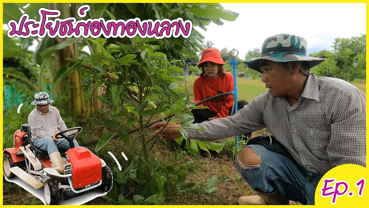 พ่อจะสอน Ep.1 | ประโยชน์ของต้นทองหลาง