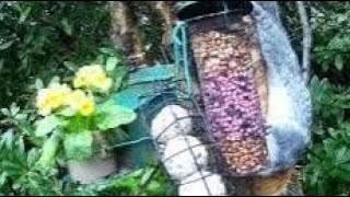 Grey Squirrel On Spring Wednesday Visit To My Cottage Garden Scone Perth Perthshire Scotland