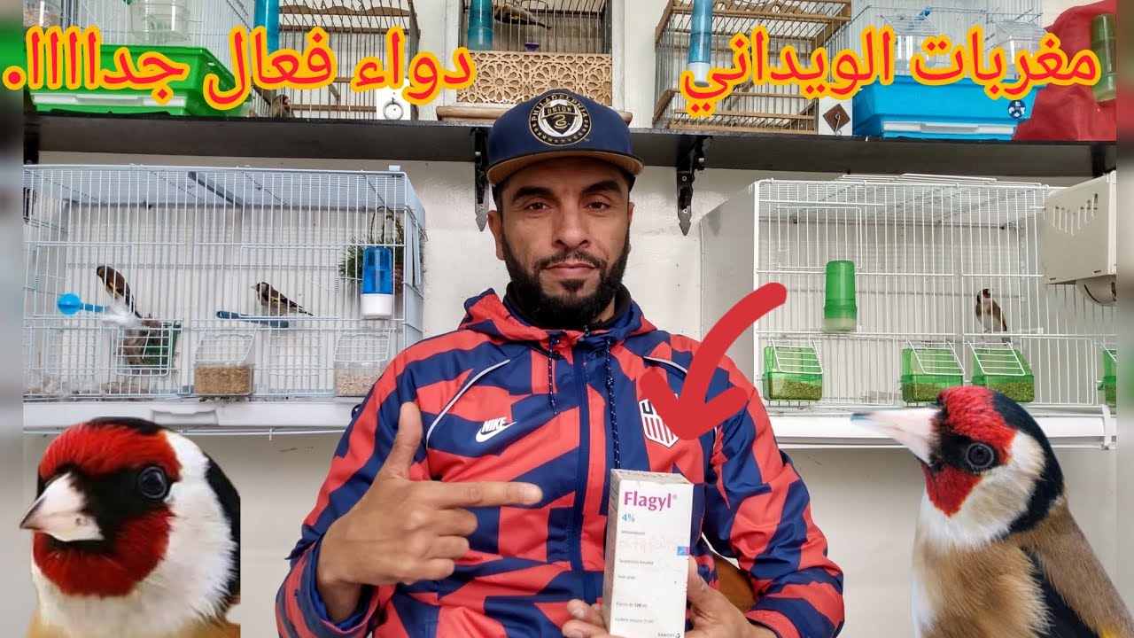 السلام عليكم الإخوان طريقة استخدام دواء ( Flagyl ) لعلاج طائر الحسون قبل دخول مرحلة تغيير الريش .