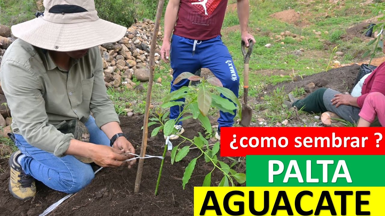 COMO SEMBRAR PALTA O AGUACATE CLONAL Y CONVENCIONAL EN LA 