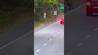 Leopard attack. | Self Record |😱 surreal. Lucky the cyclist wasn’t hurt or maybe he was? #shorts