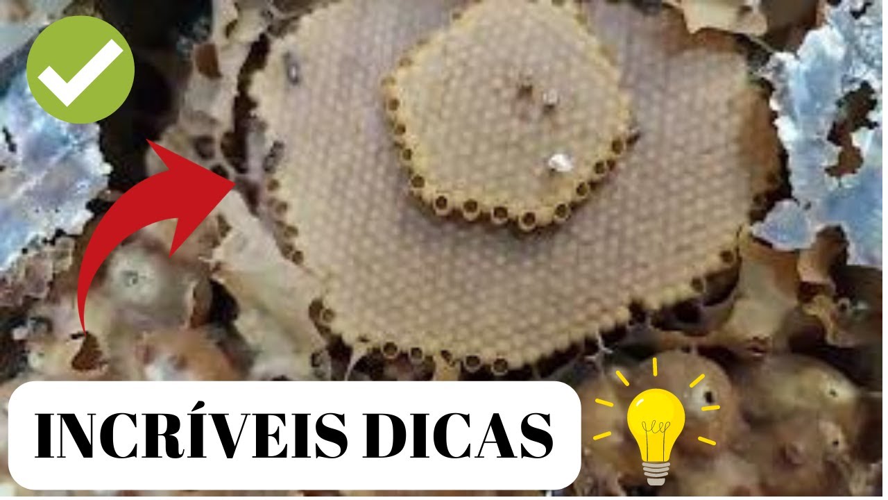 QUAL AS MEDIDAS DE CAIXAS PARA MIRIM ???