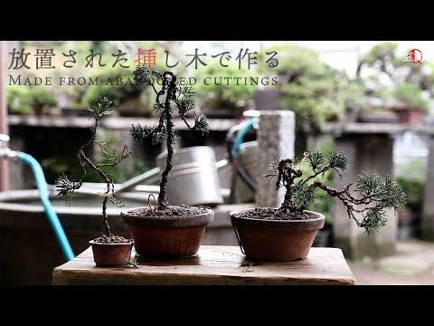 Yahoo!オークション - 真柏盆栽 真柏山木 サバ幹 古木 中品 樹高27cm