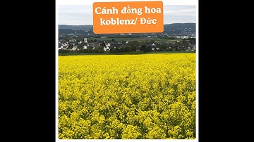 Cánh đồng hoa cải,  hoa cải dầu tại Đức