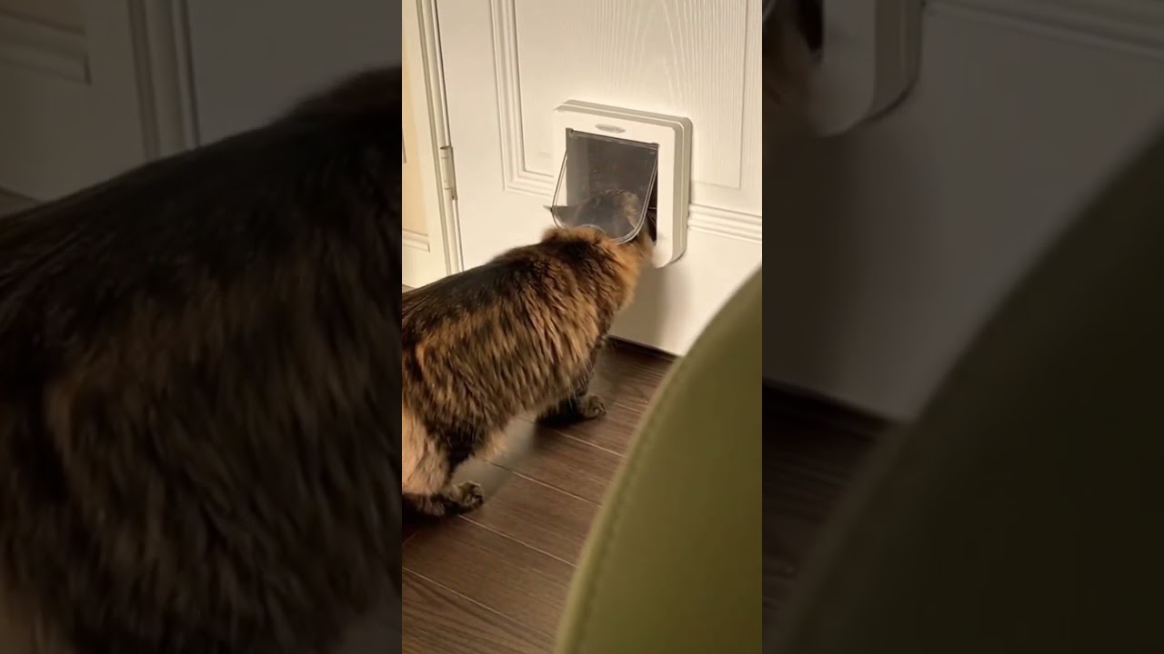 Mulan Cat Masters The Art Of Stealth 