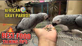 Best food for african Gray Parrot | Fast Talking Tips screenshot 2