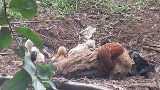 Preening of Hens and their Chickens.preen Gland helps to dress their feathers to avoid brittleness.