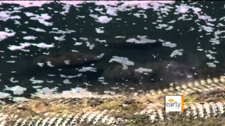 Manatees Huddle Around Power Plant to Stay Warm