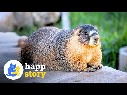 OnlyMarms: Marmots Become OF Content Creators to Raise Money for Research | HAPP