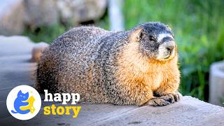 OnlyMarms: Marmots Become OF Content Creators to Raise Money for Research | HAPP