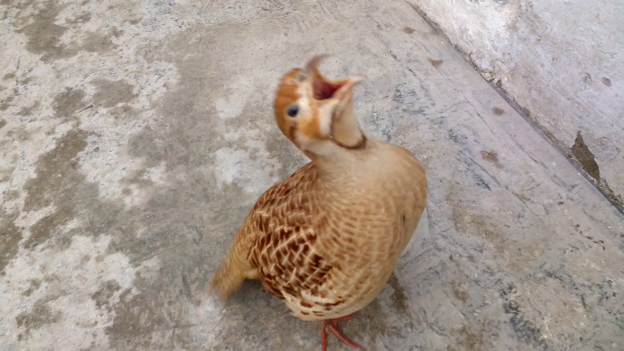 Gray francolin Teetar Ki Awaz Dakhni Teetar