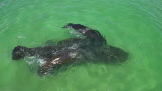 Manatee madness