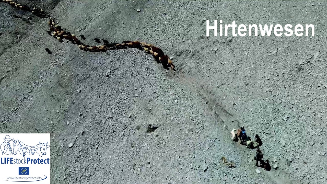 Hirtenwesen – Alltag, Leidenschaft und Verantwortung