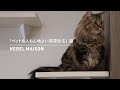 「ペットも人も心地よい賃貸住宅」猫篇