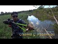 Вот где прячется Сазан. Охота с рогаткой,Slingshot Fishing