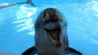 Crazy Laughing Dolphin!