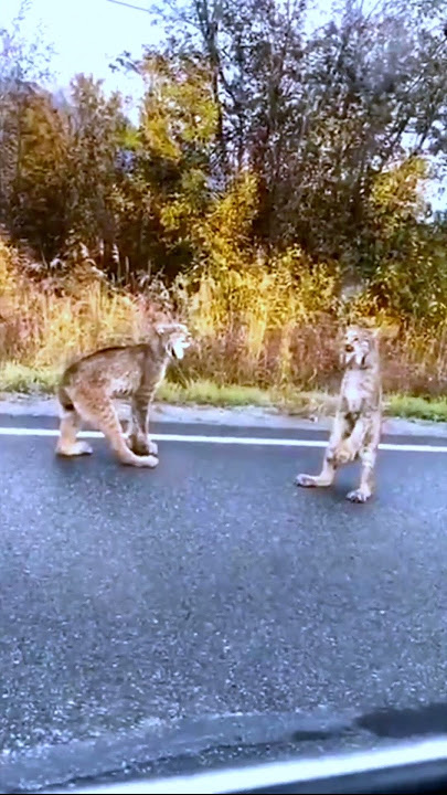 Lynx Fight Standing 😱 #shorts #lynx  #fight #wildanimal #shortvideo
