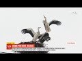 Повернення лелеки: селяни у Чернігівській області спостерігають за непростими стосунками птахів