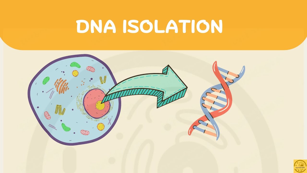 Animation | DNA Isolation | Molecular Biology Techniques # ...