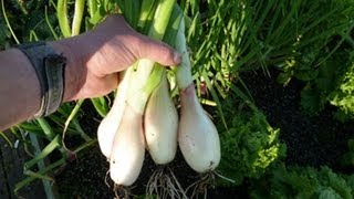 Allotment Diary May 5th : Planting out the Module seed grown Banana Shallots