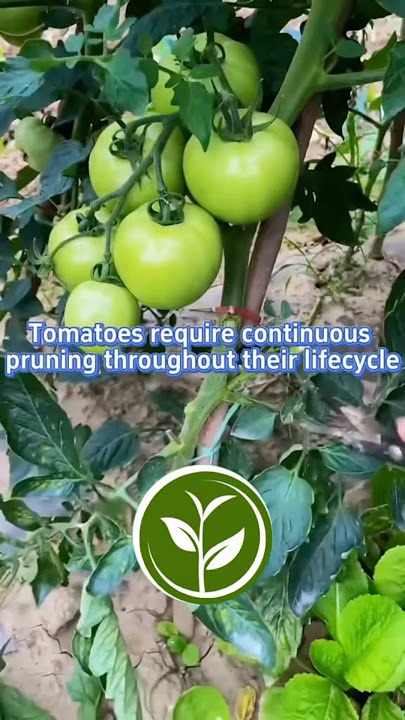 Tomatoes require continuous pruning throughout their lifecycle, #garden #viralvideo #gardening #soil