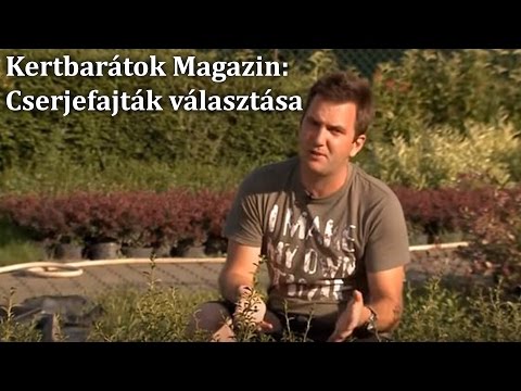 Videó: Cinquefoil Szürkés