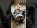 🐾 Kitten's Playful Flip!