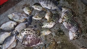 Trúng mánh ổ cá rìa,cá nâu.Tại cầu cảng Phan Thiết....😃😃😃@