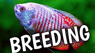 Dwarf gourami breeding | How to breed dwarf gourami fish | Breeding dwarf gourami.