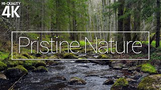 🌿 3 Hours at a River in a Pristine Forest, No Birds | Nature Sounds, No Music