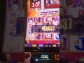 15 heads buffalo gold jackpot 🤑