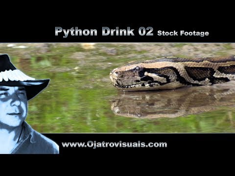 Python Drink 02 Stock Footage