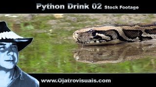 Python Drink 02 Stock Footage Profile