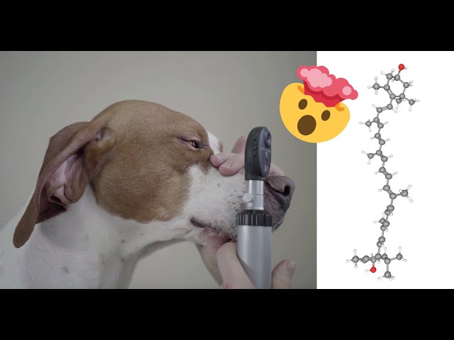 Top 4 Eye Vitamins For Dogs | Prevent Blindness + Relieve Glaucoma & Cataracts In Dogs
