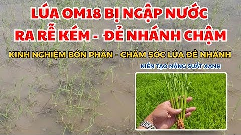 BVN - LÚA OM18 BỊ NGẬP NƯỚC RA RỄ KÉM - ĐẺ NHÁNH CHẬM| KINH NGHIỆM BÓN PHÂN - CHĂM SÓC LÚA ĐẺ NHÁNH