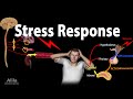 Stress Adaptation Response,  Animation