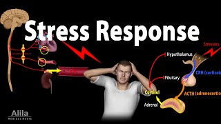 Stress Adaptation Response, Animation