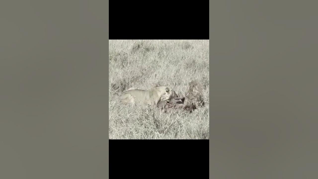 Lion vs. Hyena: A Wildlife Rivalry Unveiled. - YouTube
