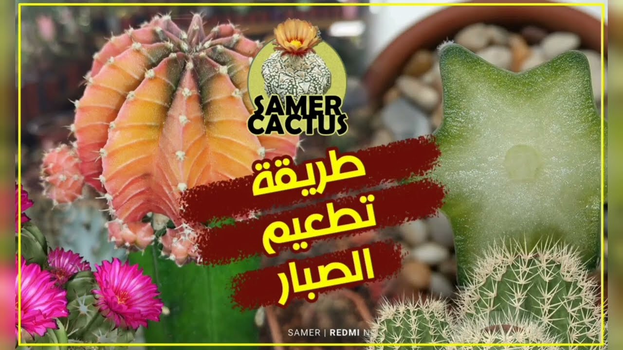 كل ما يخص تطعيم الصبار grafting cactus