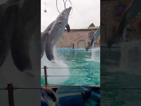 Те самые дельфины в Адлерском дельфинарий
