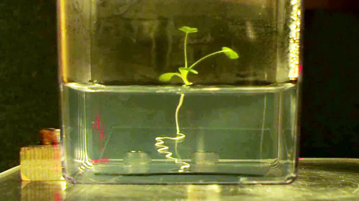 How do plant roots find the quickest way down? - DayDayNews