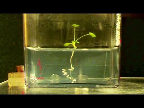Video: Rødder i planter: Hvordan vokser planter fra rødder