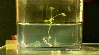How do plant roots find the quickest way down?